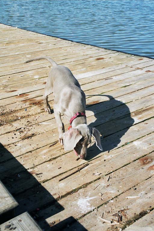 Rene smelling the dock